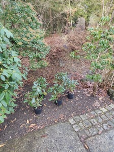 Zimowe nasadzenia w Ogrodzie Japońskim we Wrocławiu