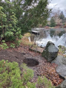 Zimowe nasadzenia w Ogrodzie Japońskim we Wrocławiu