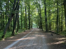 Aleja Romera w Parku Grabiszyńskim.