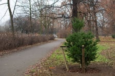Drzewa posadzone na Armii Krajowej. Na niemal całej długości alei przybędzie ponad 600 drzew