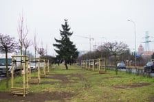 Drzewa posadzone na Armii Krajowej. Na niemal całej długości alei przybędzie ponad 600 drzew