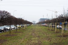 Drzewa posadzone na Armii Krajowej. Na niemal całej długości alei przybędzie ponad 600 drzew
