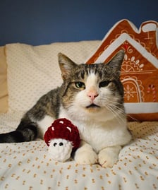 Zdjęcie ze świątecznej sesji Ekostraży