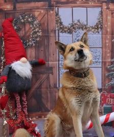 Zdjęcie ze świątecznej sesji Ekostraży