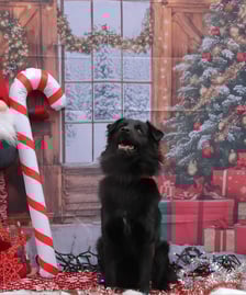 Zdjęcie ze świątecznej sesji Ekostraży