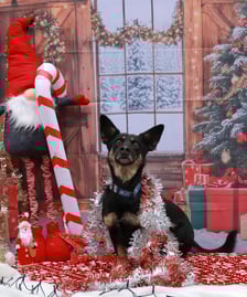 Zdjęcie ze świątecznej sesji Ekostraży