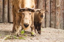 <p>Młody złoty takin z mamą</p>