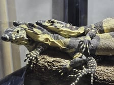 <p>warany kolorowe</p>