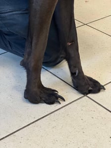 Jeden z psów odebranych podczas interwencji na Rakowcu