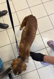 Jeden z psów odebranych podczas interwencji na Rakowcu