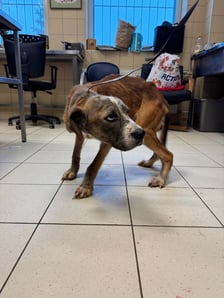 Jeden z psów odebranych podczas interwencji na Rakowcu