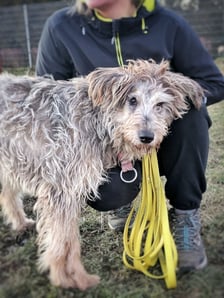 Rok 2025 we wrocławskim Schronisku dla Bezdomnych Zwierząt