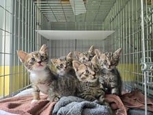 Rok 2025 we wrocławskim Schronisku dla Bezdomnych Zwierząt