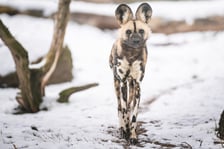 Te i wiele innych zwierząt możecie spotkać podczas zimowego zwiedzania wrocławskiego zoo