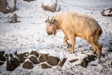 Te i wiele innych zwierząt możecie spotkać podczas zimowego zwiedzania wrocławskiego zoo
