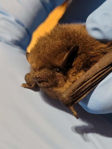 <p>Karlik ze złamanym skrzydłem</p>