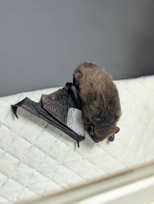 <p>Karlik ze złamanym skrzydłem</p>