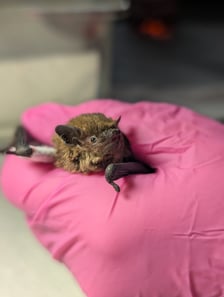 <p>Karlik ze złamanym skrzydłem</p>