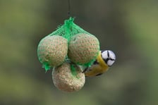 <p>Na zdjęciach Ogr&oacute;d Botaniczny Uniwersytetu Wrocławskiego czynny zimą w soboty i niedziele</p>