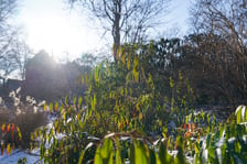 <p>Na zdjęciach Ogr&oacute;d Botaniczny Uniwersytetu Wrocławskiego czynny zimą w soboty i niedziele</p>