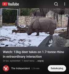 Mundżak i samica nosorożca robią w sieci zawrotną karierę