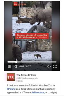 Mundżak i samica nosorożca robią w sieci zawrotną karierę