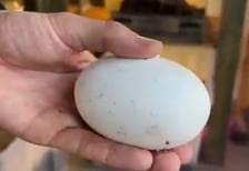 Jajo złożone przez samicę warana z Komodo, Flores