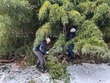 Usuwanie nadmiaru pędów bambusa na wyspie w Parku Szczytnickim