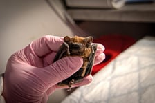 Uratowany nietoperz, samiczka borowca wielkiego