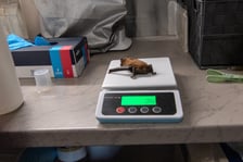 Uratowany nietoperz, samiczka borowca wielkiego