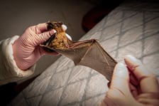 Uratowany nietoperz, samiczka borowca wielkiego