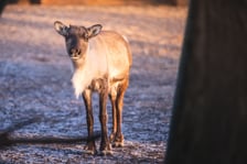 Renifery z wrocławskiego zoo