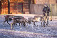 Renifery z wrocławskiego zoo