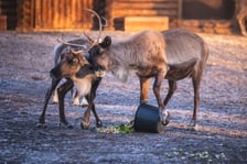Renifery z wrocławskiego zoo