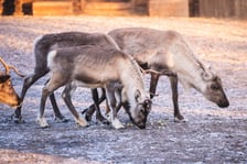 Renifery z wrocławskiego zoo