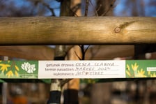 Skwer przy ul. Długosza we Wrocławiu