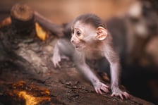 Mangaba rudoczelna z wrocławskiego zoo