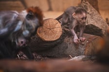 Mangaba rudoczelna z wrocławskiego zoo