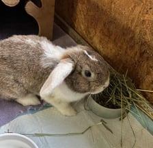 <p>Kr&oacute;lik do adopcji - Kacperek</p>