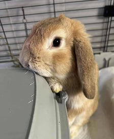 <p>Kr&oacute;lik do adopcji - Szymuś</p>