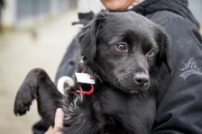 Psy uratowane z Ukrainy, które trafiły do wrocławskiego schroniska