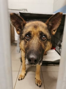 Jeden z psów z interwencji w Sobolewie (Mazowieckie)