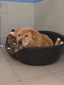 Jeden z psów z interwencji w Sobolewie (Mazowieckie)