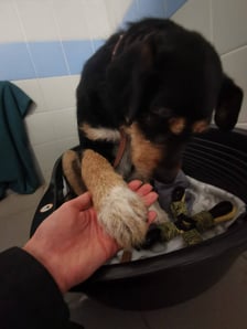 Jeden z psów z interwencji w Sobolewie (Mazowieckie)