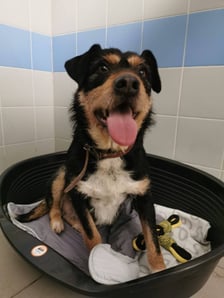 Jeden z psów z interwencji w Sobolewie (Mazowieckie)