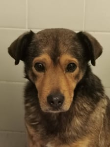 Jeden z psów z interwencji w Sobolewie (Mazowieckie)