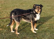 Pies, ok. 4 lat. Bardzo miły, spokojny, grzeczny. Nieco wystraszony i szalenie uległy. Zaczepia człowieka, lubi głaskanie.