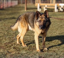 Pies, ok. 8 lat. Spokojny, nieco zamknięty w sobie, w typie owczarka niemieckiego. Cichy, grzeczny, bardzo dużo odpoczywa korzystając z legowisk