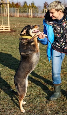 Suczka, ok. 2-letnia. Bardzo miła, wylewna, pełna pozytywnych emocji. Kontaktowa i ufna w stosunku do ludzi.