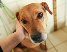 Suczka, ok. 8 lat. Bardzo miła, ale mocno wystraszona. Nieco zamknięta w sobie, ale kontakt z człowiekiem sprawia jej przyjemność.